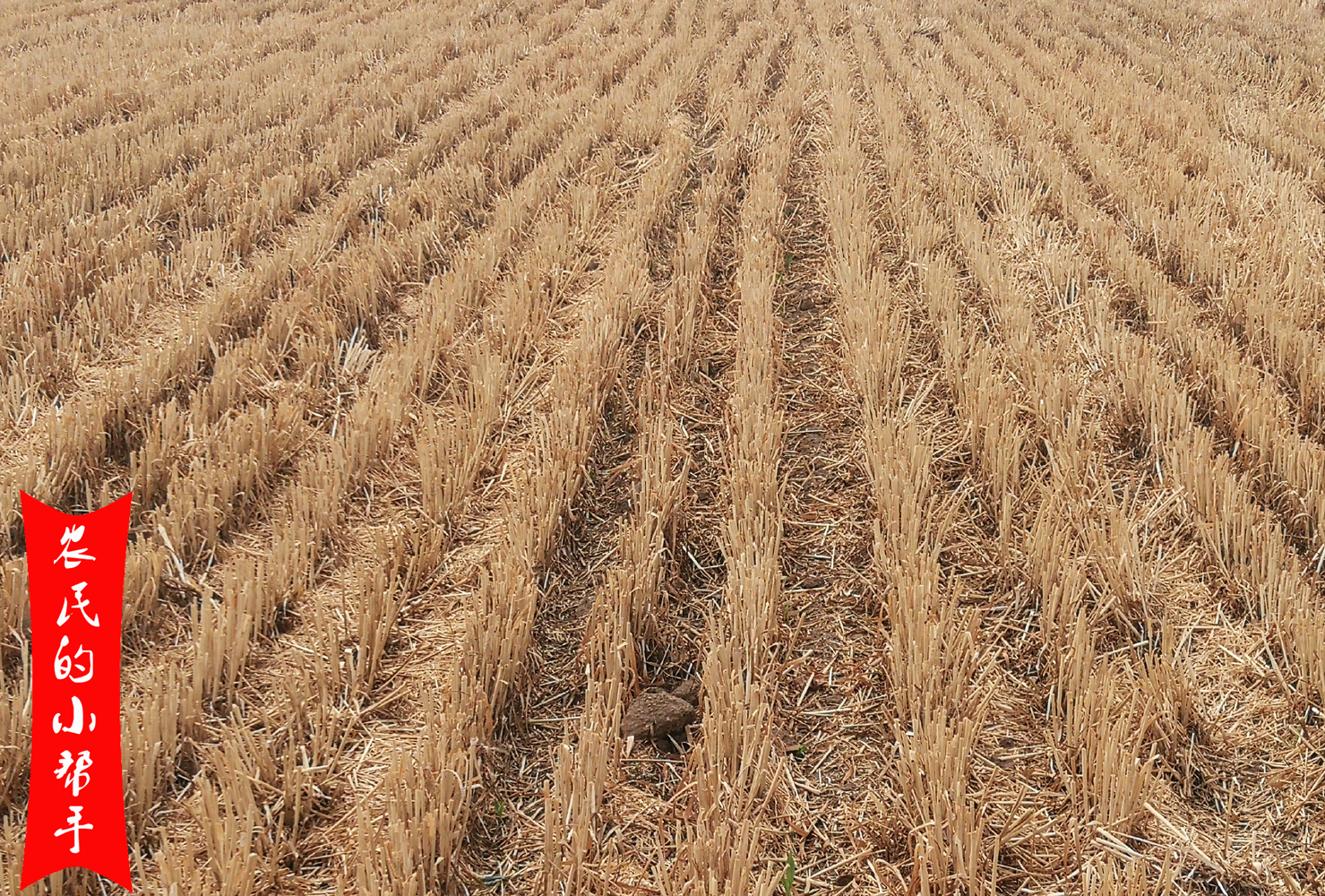 小麦种完后多久打灭草剂 小麦大豆套种(图2)