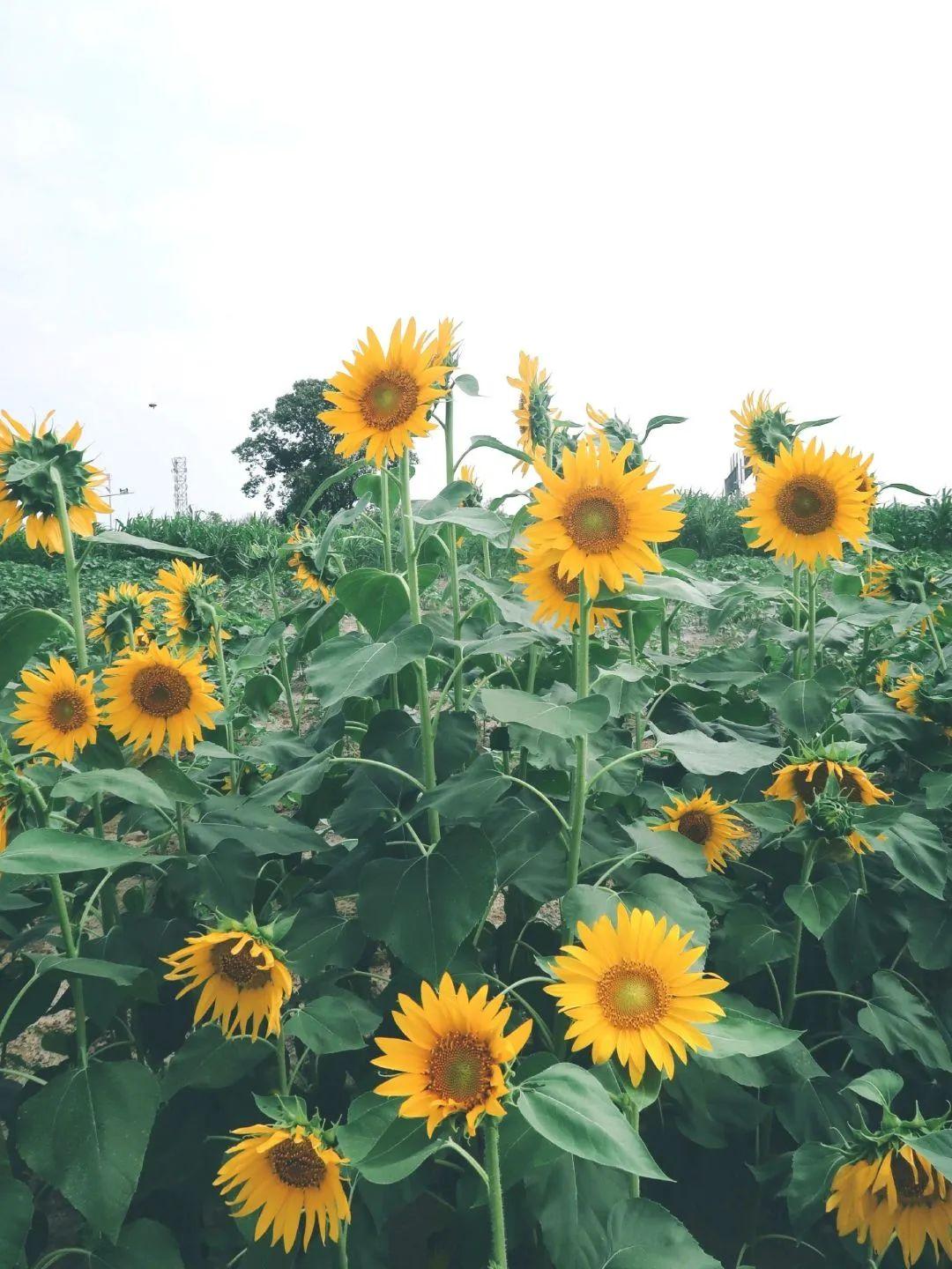 成都8月适合去哪旅游 8月成都周边游(图6) 成都8月适合去哪旅游 8月成都周边游(图6)