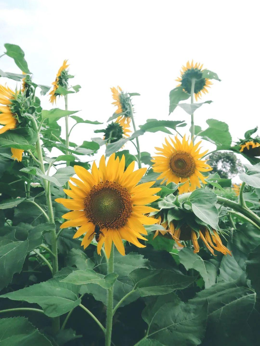 成都8月适合去哪旅游 8月成都周边游(图7)