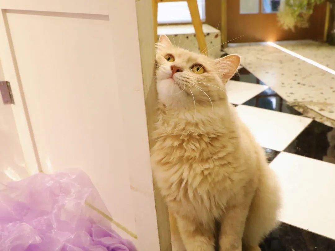 成都8月适合去哪旅游 8月成都周边游(图21)