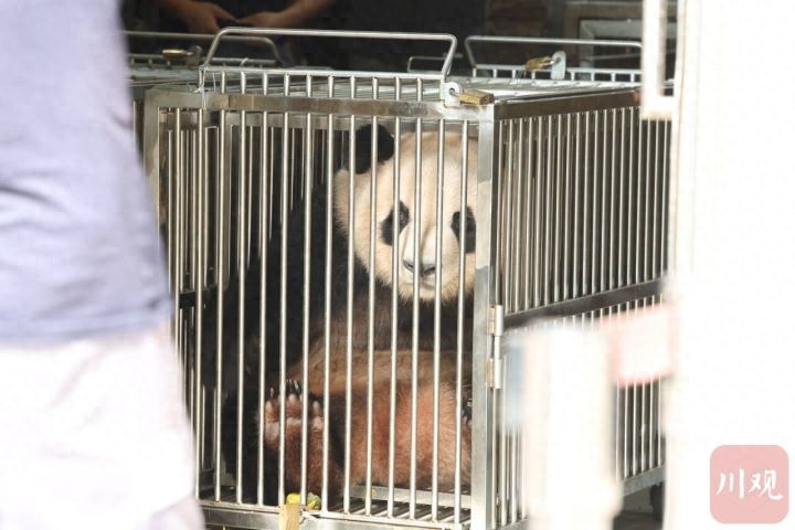熊猫春生性别 大熊猫香香回国(图1)