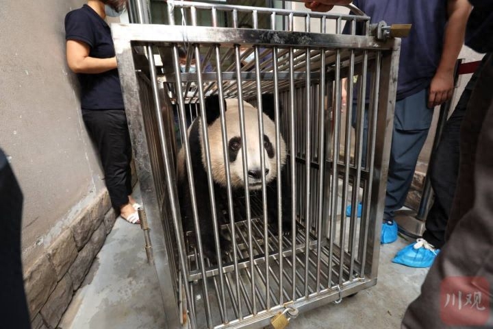 熊猫春生性别 大熊猫香香回国(图2)