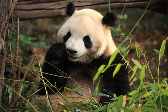杭州动物园熊猫馆开了吗 杭州动物园的大熊猫去哪了2020年(图7)