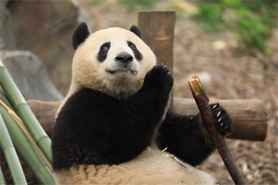 杭州动物园熊猫馆开了吗 杭州动物园的大熊猫去哪了2020年(图8)